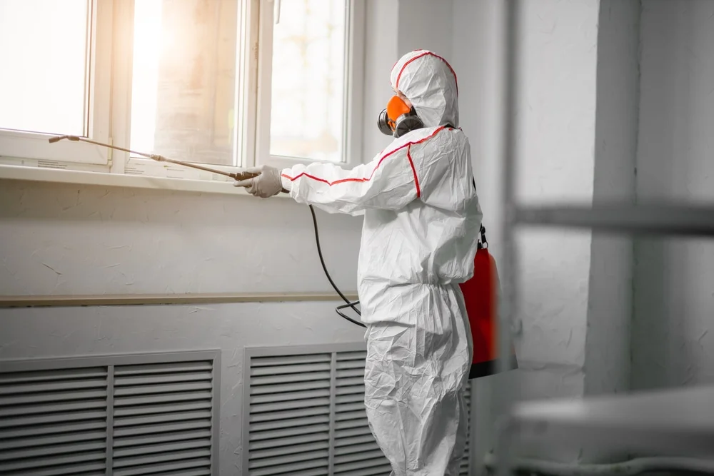 Professional mold remediation services in Mora, MO